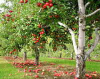 089 Притча о яблоках